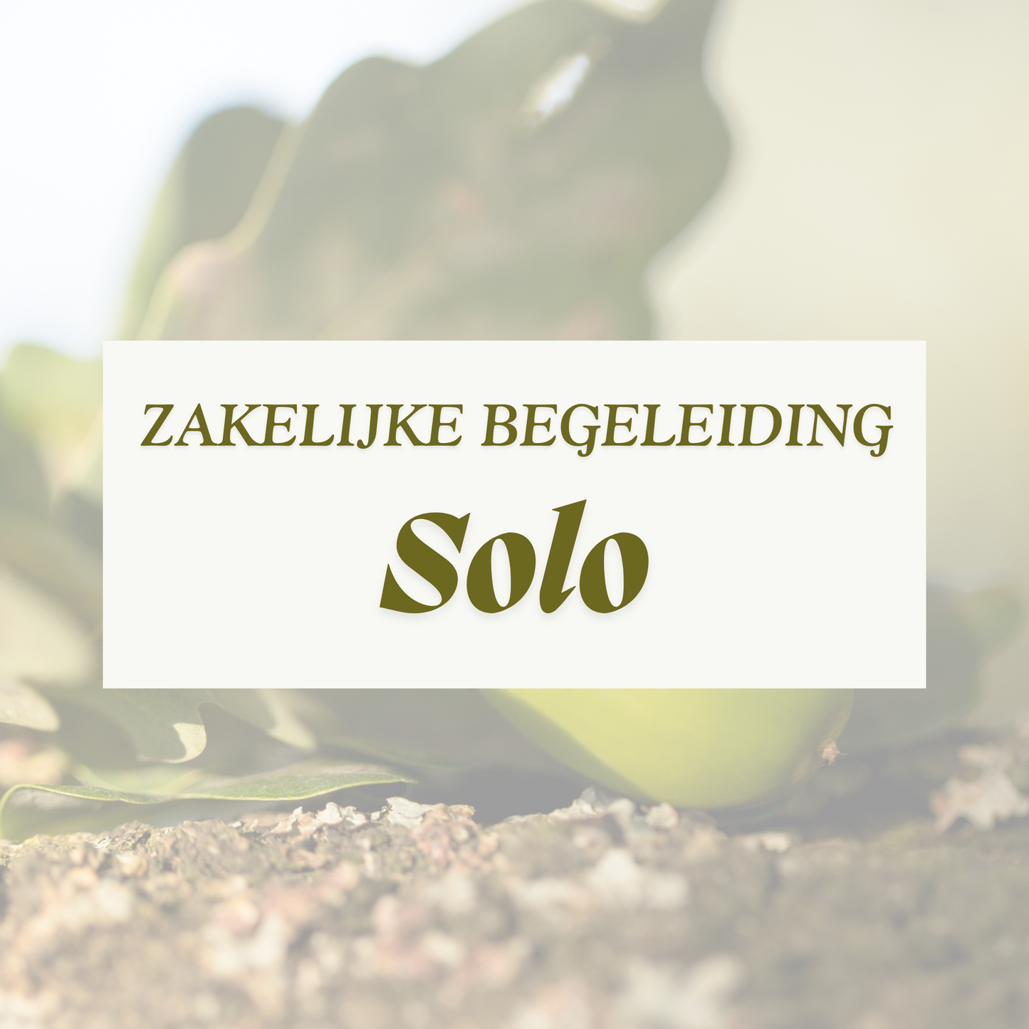 Solo Zakelijk Begeleiding